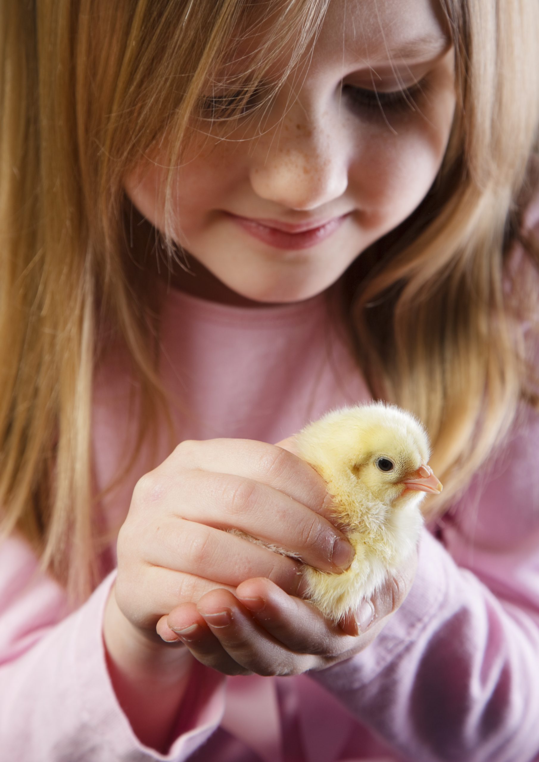 Little Girl holding a Baby Chick